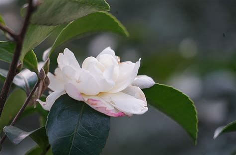 山茶花的寓意|山茶花：花语、象征与寓意的深度解读